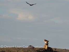 Pied crows harassing the lioness.