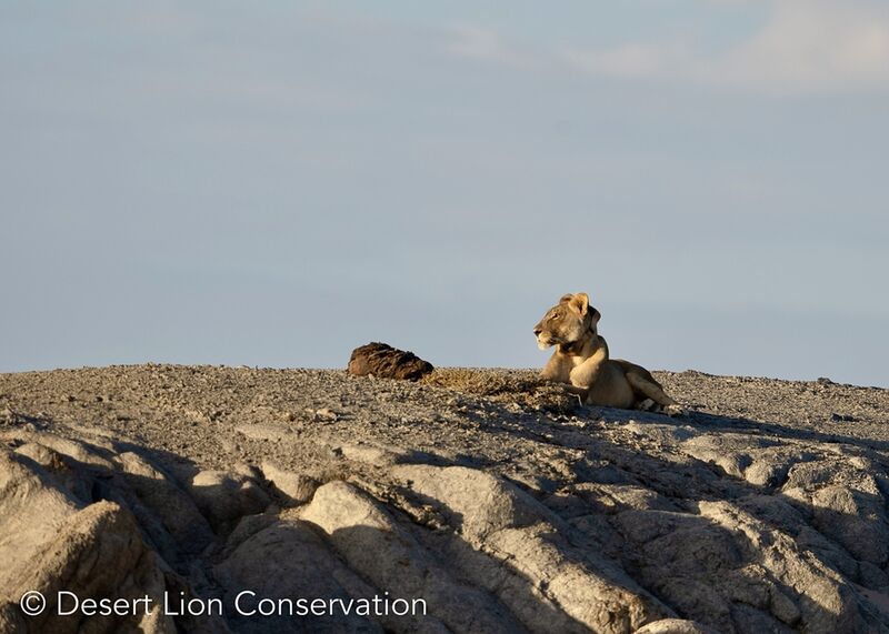 Guarding her seal carcass and watching anglers on the distant beaches.