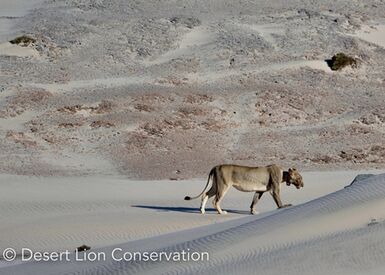 Lioness moves over spectacular scenery typical of the Skeleton Coast.