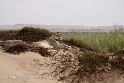 Xpl-108 explores the springs and reed-beds of the Uniab Delta.