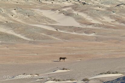 Lioness moves over spectacular scenery typical of the Skeleton Coast.