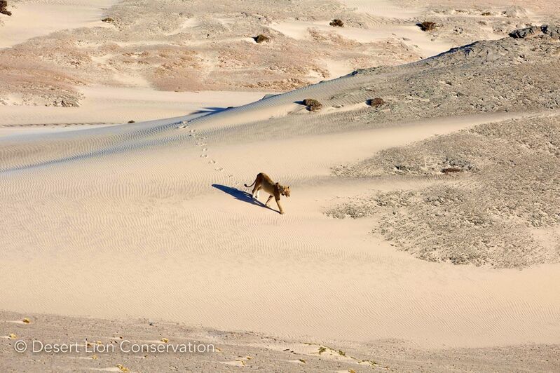 Lioness moves over spectacular scenery typical of the Skeleton Coast.
