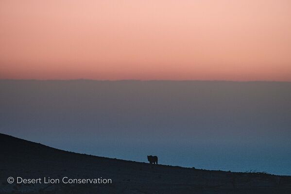 Lioness Xpl-108 heading for the sea during twilight, moving along beaches and eating a Cape fur seal. 