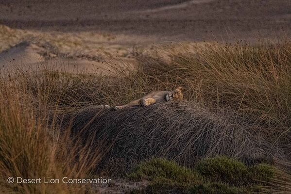 Xpl-108 on top of a sedge bush by sunset. 