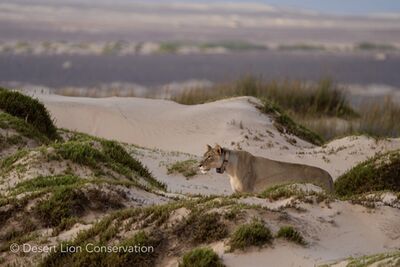 As soon as the day broke, the lioness headed eastwards, past a spring and over the gravel plains, where she walked along a footpath leading to the remnants of stone-age settlements.