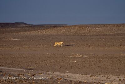 Lioness crossing the main road at dusk and over the gravel plains as the sun was rising