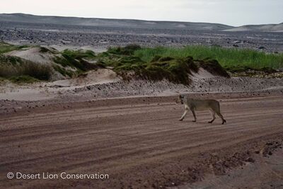 Lioness crossing the main road at dusk and over the gravel plains as the sun was rising