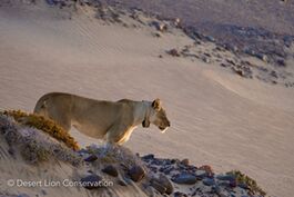 Lioness Xpl-108 became active at sunset and headed for the coast