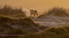 Lioness Xpl-108 became active at sunset and headed for the coast