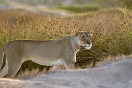 Lioness Xpl-108 became active at sunset and headed for the coast