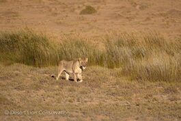 Lioness Xpl-108 scanning and searching for prey along the Uniab Delta.