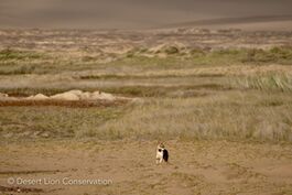 Lioness Xpl-108 scanning and searching for prey along the Uniab Delta.