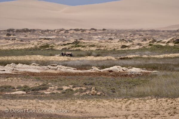 Xpl-108 stalking gemsbok at a spring.