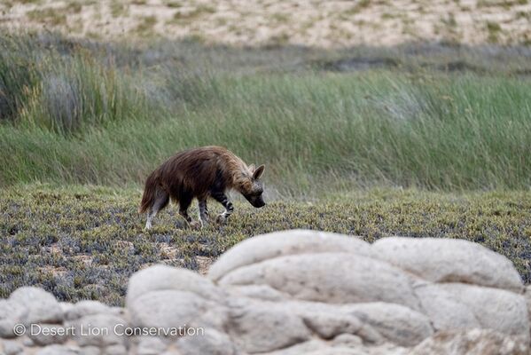 Brown hyaena searching for scraps where the lioness was feeding during the night.