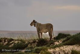 Lioness Xpl-108 scanning and searching for prey along the Uniab Delta.