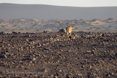 As soon as the day broke, the lioness headed eastwards, past a spring and over the gravel plains, where she walked along a footpath leading to the remnants of stone-age settlements.