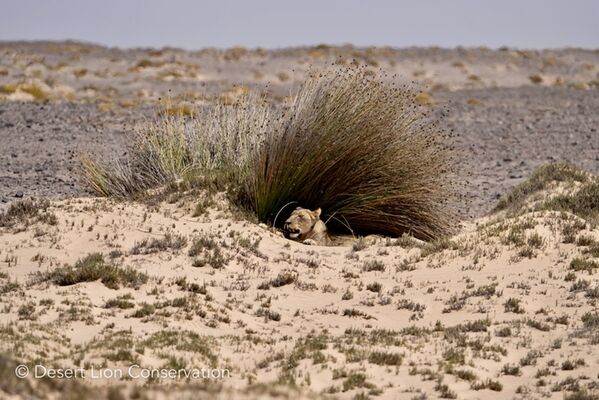 Xpl-108 under a sedge bush for shade during the heat of the day