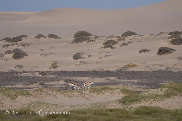 Small herd of springbok that the lioness attempted to hunt.