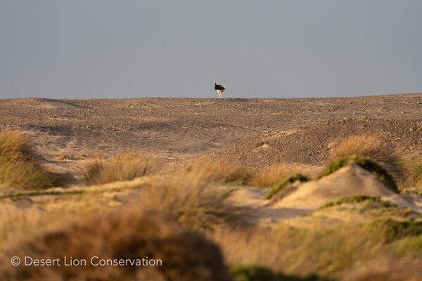 The thick clump of sedges where the lioness rested after attempting to hunt a male ostrich