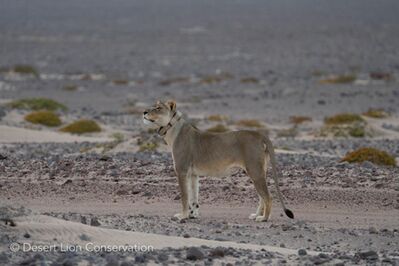 Lioness Xpl-108 start moving at dusk, following a service road, directly to the ocean at the mouth of the Uniab river.