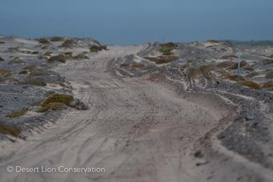 Lioness Xpl-108 start moving at dusk, following a service road, directly to the ocean at the mouth of the Uniab river.