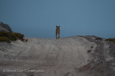 Lioness Xpl-108 start moving at dusk, following a service road, directly to the ocean at the mouth of the Uniab river.