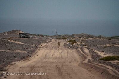 Lioness Xpl-108 start moving at dusk, following a service road, directly to the ocean at the mouth of the Uniab river.