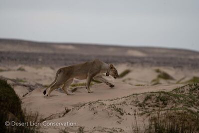 Lioness responds to tourists and people outside their vehicles