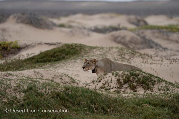 At 10h00 the lioness spotted a herd of gemsbok and began stalking them