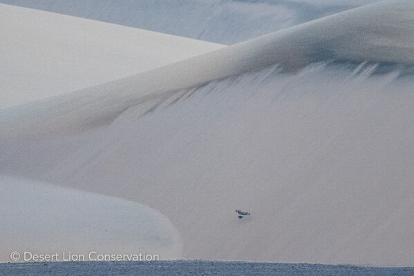 Black harrier in Uniab dunes after sunset. 