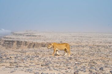 The two Floodplain lionesses (Xpl-106 & Xpl-109) north of Terrace Bay.