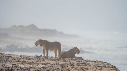 The two Floodplain lionesses (Xpl-106 & Xpl-109) north of Terrace Bay.