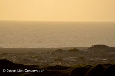 ​Lioness Xpl-108 heading for the ocean at sunset.