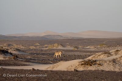 ​Lioness Xpl-108 heading for the ocean at sunset.