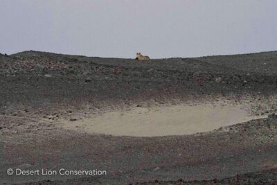 ​Spotting the approach of two fishing vehicles after sundown, the lioness moves rapidly to a nearby ridge carrying her food