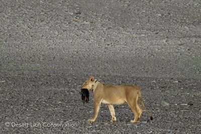 ​Spotting the approach of two fishing vehicles after sundown, the lioness moves rapidly to a nearby ridge carrying her food