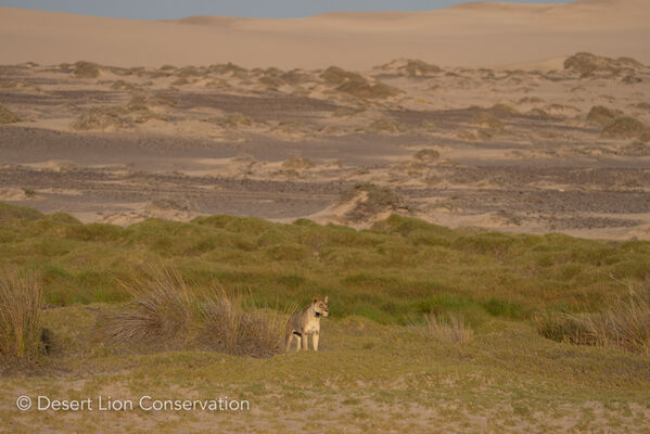 Xpl-108 emerges from the reeds to inspect a herd of springbok