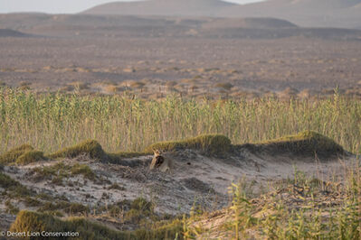 Lioness feeding on a young seal carcass in the reed-bed