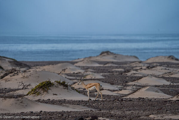 Springbok walking along the edge of the Atlantic Ocean