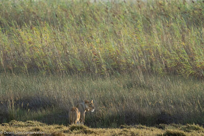 Lioness looks at ocean before disappearing into the reeds.