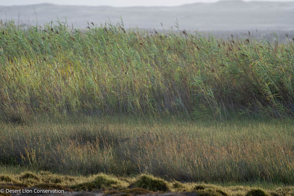 Can you spot the lion in the reeds