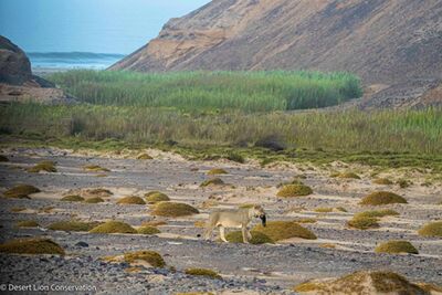 Xpl-108 with a seal pup at the mouth ion the Uniab river.