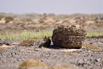 ​Xpl-108 search for shade next to boulders