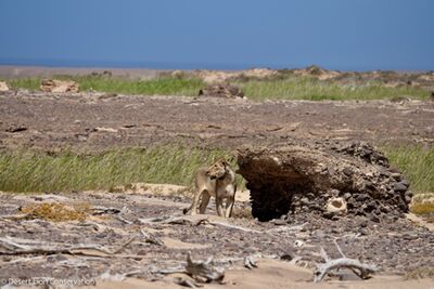 ​Xpl-108 search for shade next to boulders