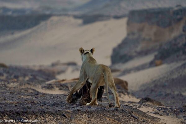 At dawn the lioness dragged the remains of her food up a narrow gorge