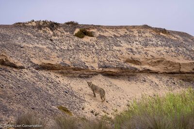 Lioness searching for shade to rest-up for the day