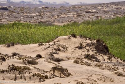 Lioness searching for shade to rest-up for the day