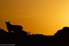 Xpl-108 moving towards the dunes and hunting at sunrise