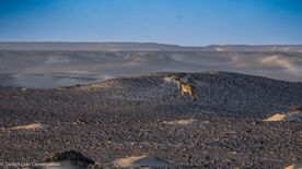 Xpl-108 moving towards the dunes and hunting at sunrise