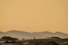 Xpl-108 moving towards the dunes and hunting at sunrise